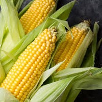 PNL Corn 🌽